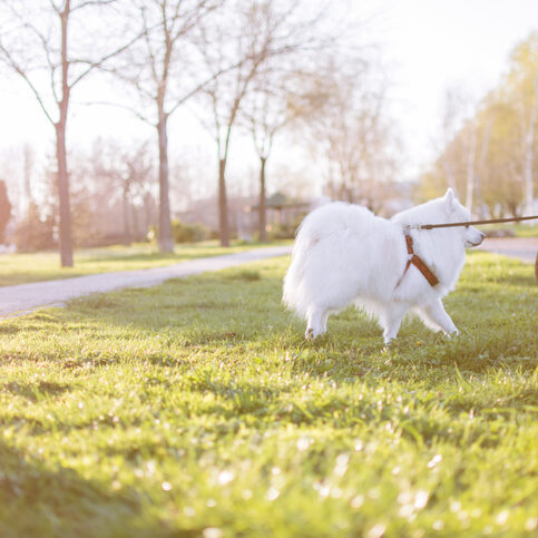 Shot of a small dog and the surrounding green park in Bedford-Stuyvesant near the Refuge Brooklyn
